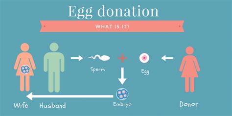 Egg Donation Everything You Need To Know Dunya Ivf Fertility Clinic