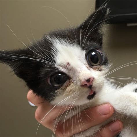 Japanese bobtail cat with big eyes. Meet Porg, The Cute Kitten With Big Eyes That Was Found ...