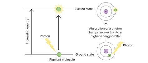 Light And Photosynthetic Pigments The Light Dependent Reactions