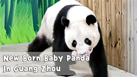 New Born Baby Panda In Chimelong Safari Park In Guangzhou Ipanda