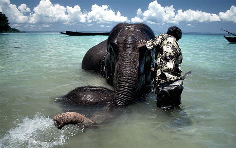 Swimming Elephants Photograph By Olivier Blaise Fine Art America