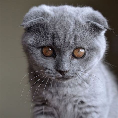 A Grand Tour Of Scottish Fold Kittens Cat Scottish Fold Scottish