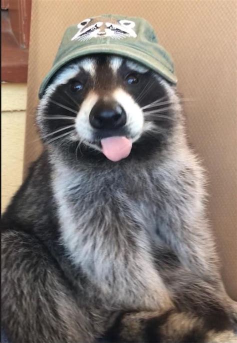 Raccoon Funny Cute Animals Cute Raccoon