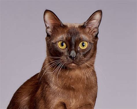 Burmese Cat Breed Description Characteristics Appearance History