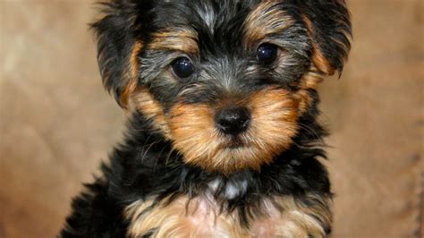 15 Pictures About Yorkipoo Full Grown Pets Lovers
