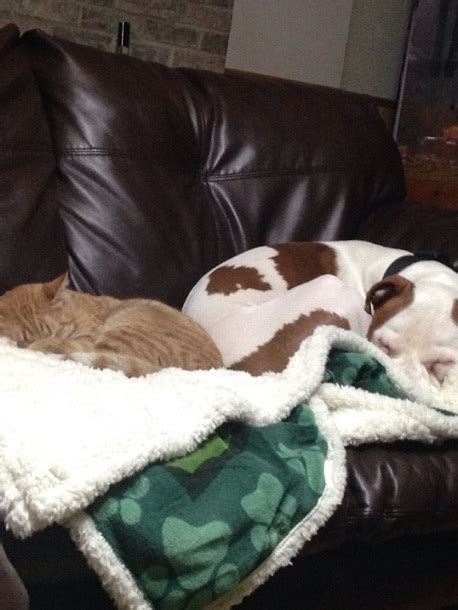 Dogs Cuddling With Cats 10 Photos