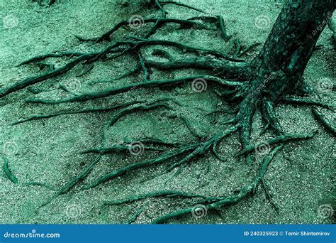 Tree With Roots Coming Out Of The Ground Stock Image Image Of Bark