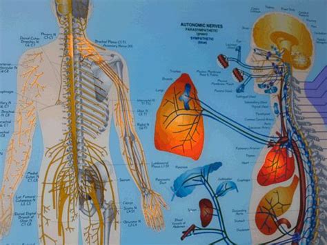 Meric Chart How Spinal Segments Relate To The Body And The Nerves That