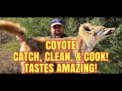 So, Can You Eat Coyote for Survival?