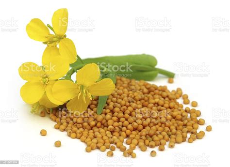 Pile Of Mustard Seeds With Mustard Flower On Top Stock Photo Download