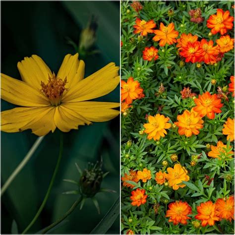 Buy Cosmos Bright Lights Mix Seeds Online Happy Valley Seeds
