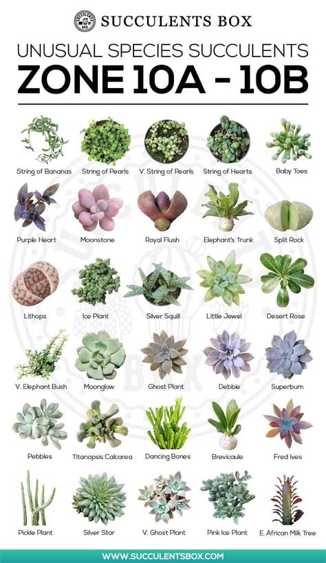 Choosing Succulents For Zone 10 California Florida And Hawaii