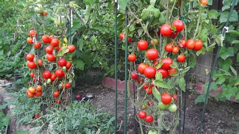 10 Tips That Will Yield A Lot Of Tomatoes 50 80 Pounds Plant