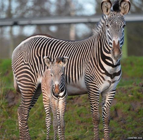 Rare Grevys Zebra Born At Chester Zoo Bbc News