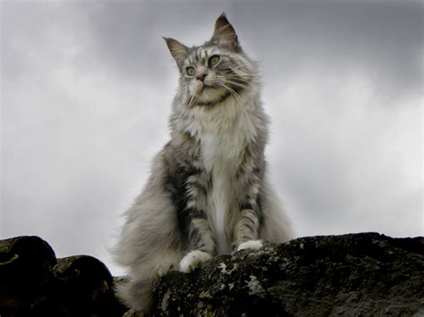 Maine Coon Cats Cute Cats