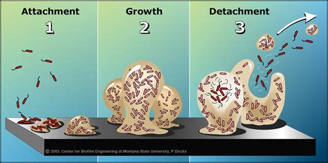 15 What Are Biofilms W Gregory Broussard Curioscity A Science Show