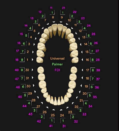 Dentist Tooth Number Chart