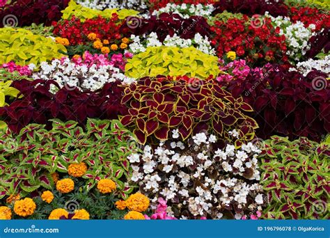 Coleus Marigold Begonia In Landscape Design Autumn Plants Decorating