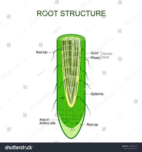 Plant Roots Diagram