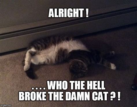 Broken Cat Imgflip