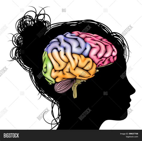 Woman Brain Concept Vector And Photo Free Trial Bigstock