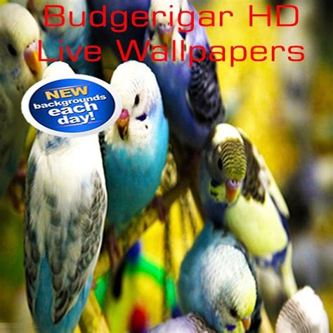 Budgerigar Wallpapers สำหรับแอนดรอยด์ ดาวน์โหลด Apk