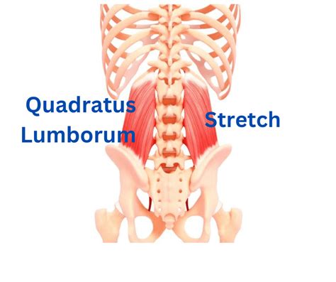 How To Alleviate Ql Pain Quadratus Lumborum Stretch Effective Tips
