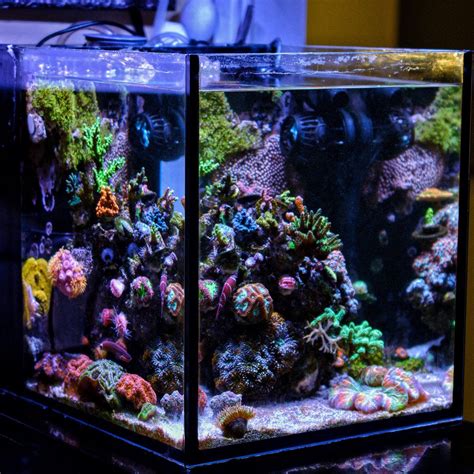 Big Or Small Picking Out Your First Reef Tank Read This Article On