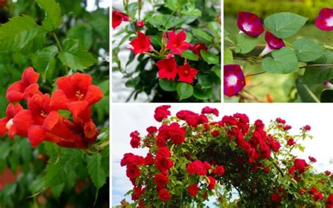 10 Bold Red Flowering Vines Plus Growing Tips Garden Lovers Club