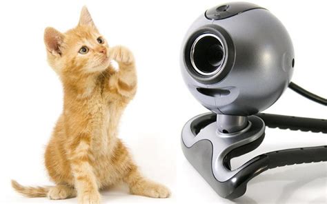 A Complete Guide Of The Best Cat Cameras And Monitors
