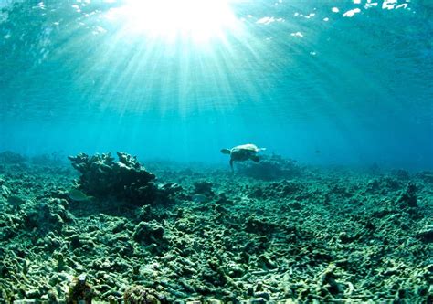 Ocean Heatwaves Affect Coral Reefs More Than Initially Expected Great
