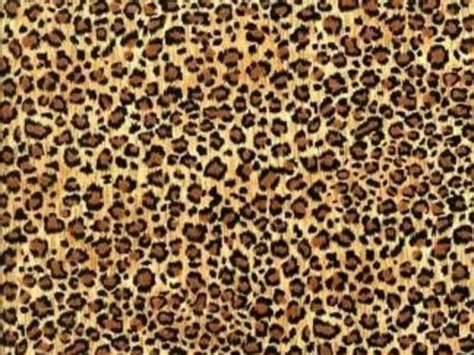 48 Cute Cheetah Print Wallpapers On Wallpapersafari