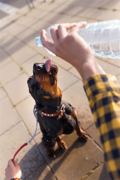 Dog Drinking Water From The Plastic Bottle In The Park Stock Photo