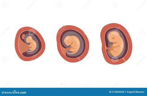 Process Of Fetal Development Or Embryological Stage Vector Set