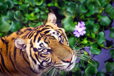 Penulisan Harimau Sumatera Yang Benar Harimau Jenis Sumatra Boombastis