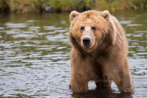 Imajenes De Osos Curiosidades Sobre Los Osos Polares Evolucion