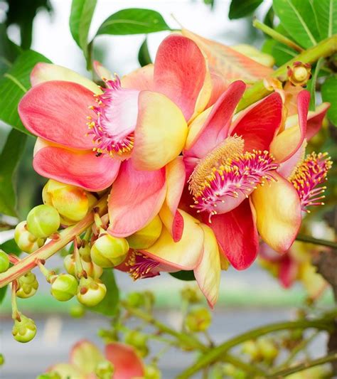 Shorea Robusta Facts Benefits Grow And Care Tips