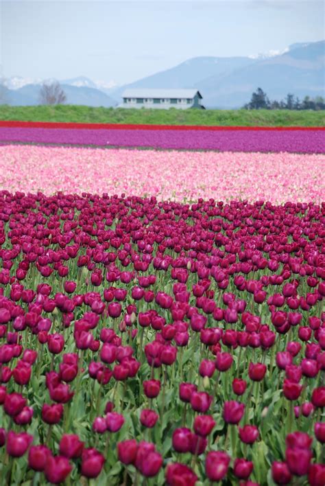 The Skagit Valley Tulip Festival In Mt Vernon Wa