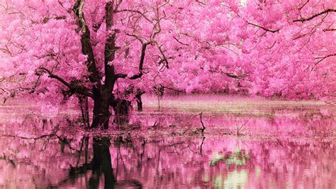Pink Tree With Full Of Pink Flowers Reflecting On Water Hd Pink