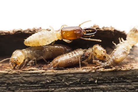 Pest Of The Month Termites Buzz Kill Pest Control