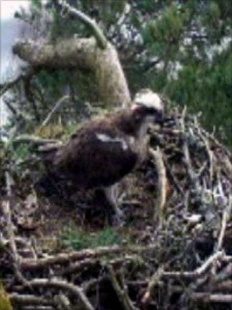 Osprey Lady Returns To Loch Of The Lowes Reserve Bbc News