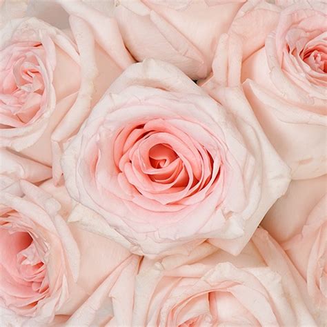 Pink Blush Rose L