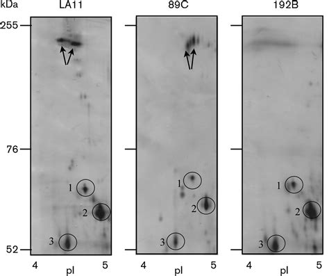 Fig 5 Microbiology Society