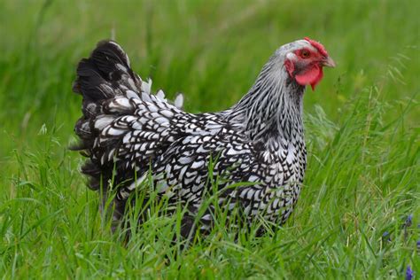 Silver Laced Wyandotte Heritage Pullets