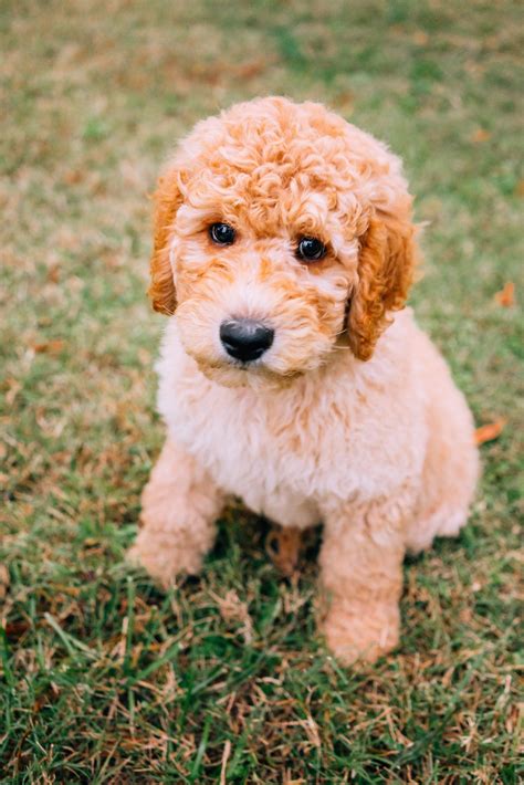 How Much Does A Mini Goldendoodle Cost Full Breakdown The Doodle Guide