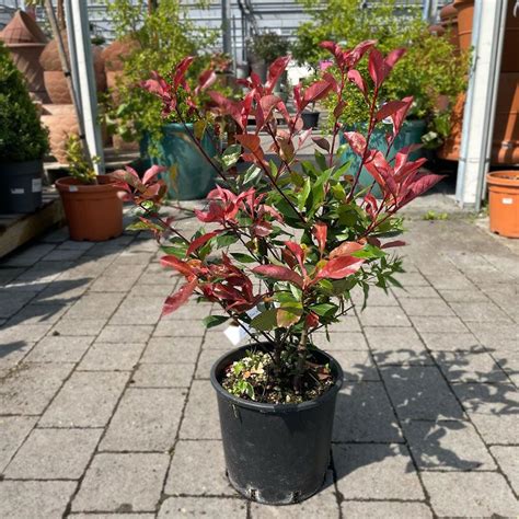 Photinia Serrulata Red Robin Hedge Shrub Mature Hedging Arboretum