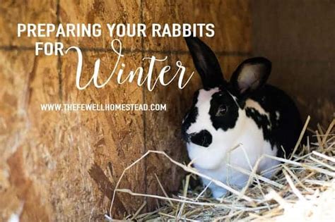 Preparing Your Rabbits For Winter Amy K Fewell Homesteading For The