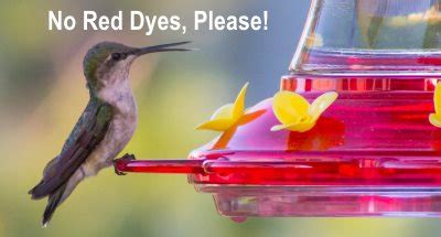 Make water just hot enough to dissolve sugar, but not boiling. Hummingbird Food Recipe: Make Your Own Nectar
