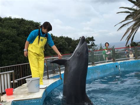 団法人カケンテストセンター ※2：astm f 2101 バクテリア飛沫捕集（ろ過）効率試験 ※3：花粉粒子捕集（ろ過）効率試験. イルカなのに犬が大好き!ペット同伴可の「京急油壺マリン ...