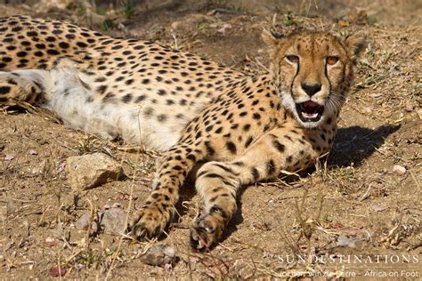 Single Spotted Female Cheetah In Klaserie